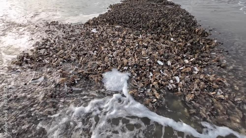 Austernbank bei Ebbe im Wattenmeer, Pazifische Auster, Magallana gigas photo