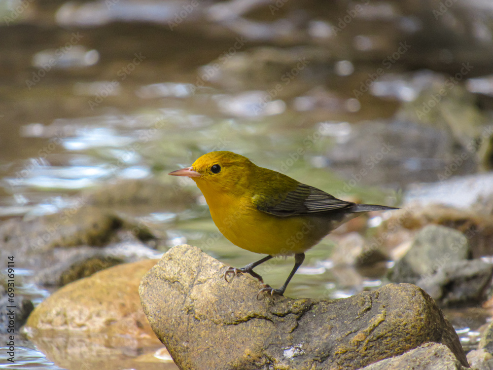 Protonotaria citrea (prothonotary warbler) Protonotaria citrea (prothonotary warbler)