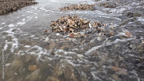 Austernbank bei Ebbe im Wattenmeer, Pazifische Auster, Magallana gigas photo