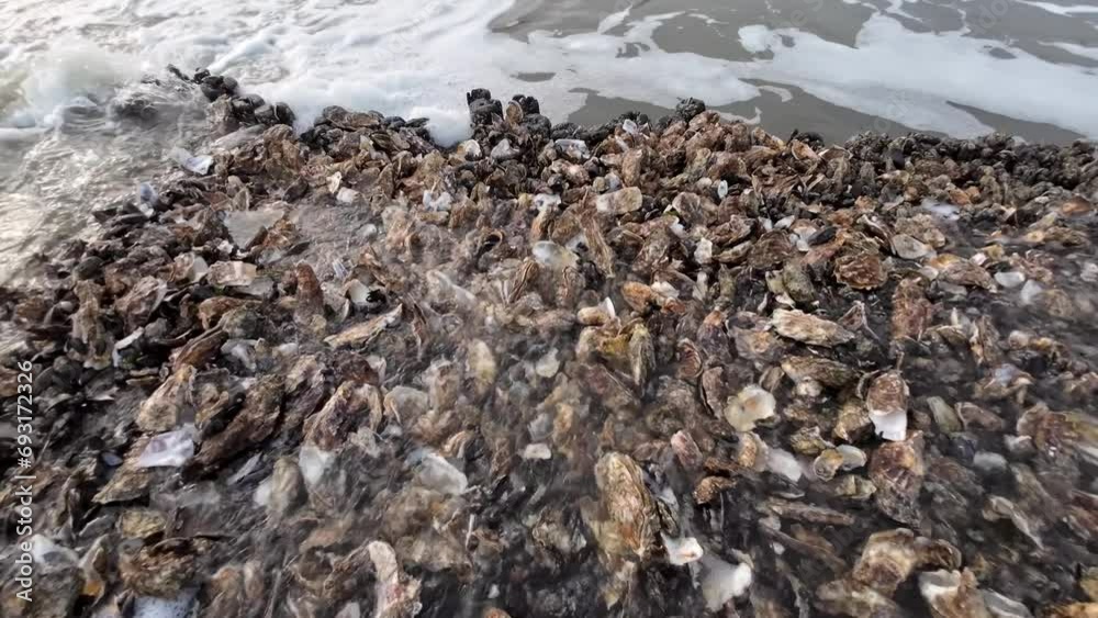 Pazifische Austern auf Austernbank im Wattenmeer bei Ebbe, Nordsee, Magallana gigas Pazifische Austern auf Austernbank im Wattenmeer bei Ebbe, Nordsee, Magallana gigas