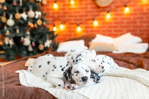 Merry Christmas! Cute happy Dalmatian dogs lying on background of stylish christmas tree with illuminated lights. Pet and winter holidays. Adorable puppies in festive room
