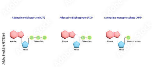 Adenosine Triphosphate (ATP) molecule. Adenosine Diphosphate (ADP) and AMP. Adenine, Ribose and phosphate. Energy production. Scientific Design. Vector Illustration. photo