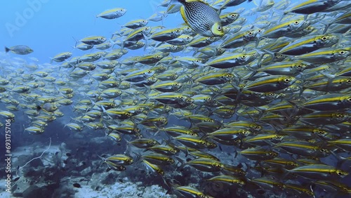 4k close up yellow fish swarm underwater photo