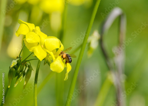 Abeja europea (Apis melífera) conocida también como abeja  domestica o silvestre polinizando Planta alóctona, Oxalis pes-caprae (vinagrillo) photo