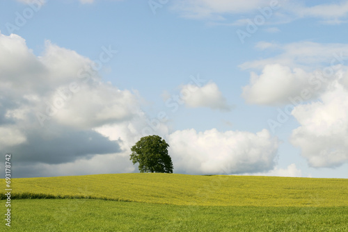 Eichenbaum   Eiche im gr  nen Feld im Sommer - wolkiger Himmel