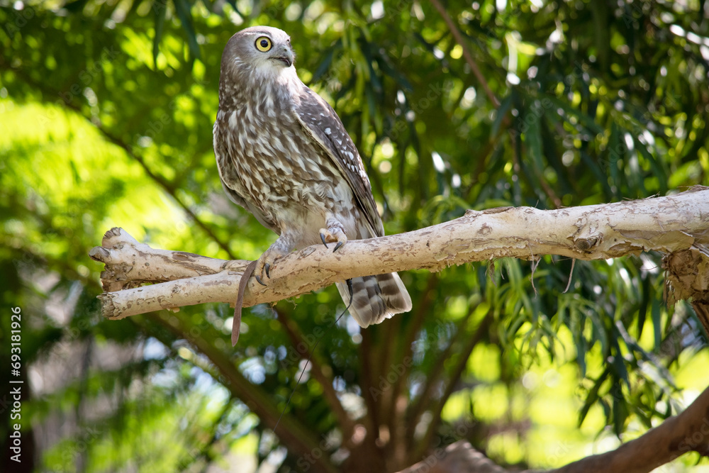 The barking owl has bright yellow eyes and no facial-disc. Upperparts are brown or greyish-brown, and the white breast is vertically streaked with brown. The barking owl has bright yellow eyes and no facial-disc. Upperparts are brown or greyish-brown, and the white breast is vertically streaked with brown.