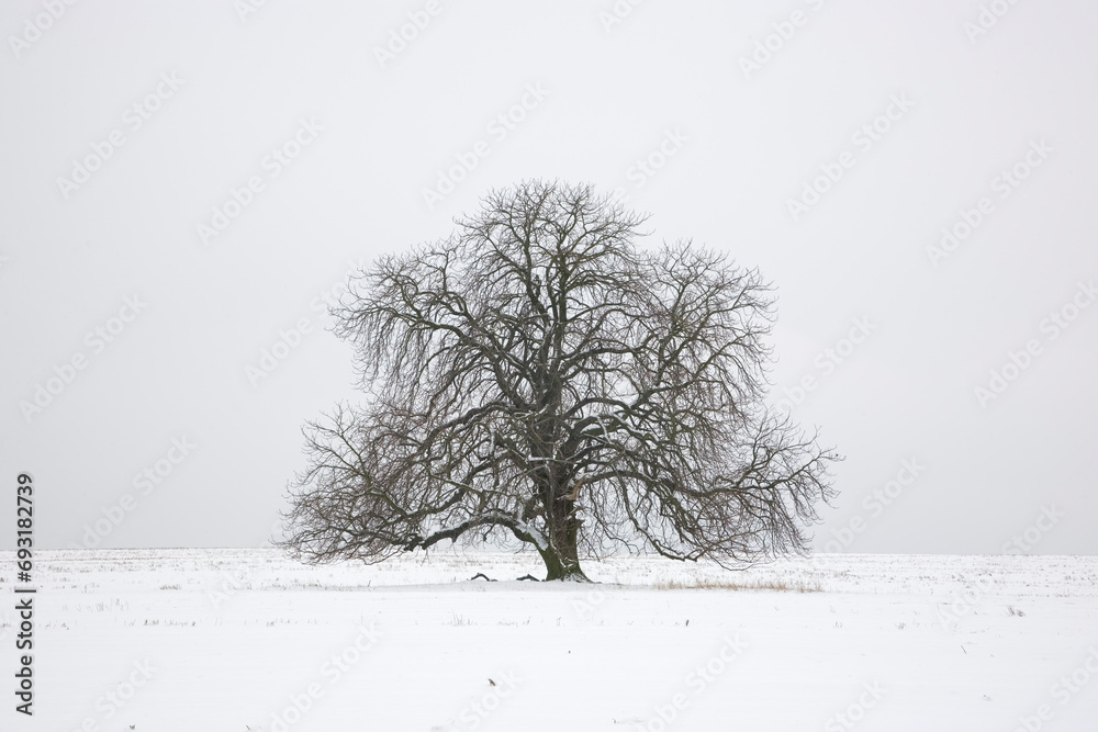 Fototapeta premium Kahle Kastanie - Kastanienbaum im Feld mit Schnee im Winter