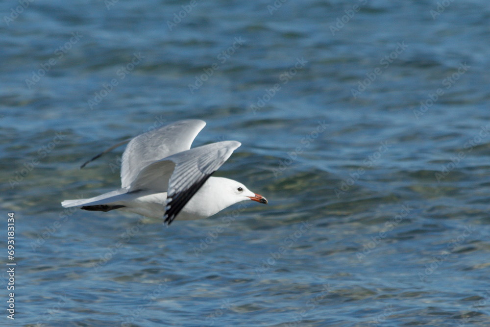 Ichthyaetus audouinii, bonita pose durante el vuelo de Gaviota de Audouin sobre el mediterraneo, Arenales del Sol, España Ichthyaetus audouinii, bonita pose durante el vuelo de Gaviota de Audouin sobre el mediterraneo, Arenales del Sol, España
