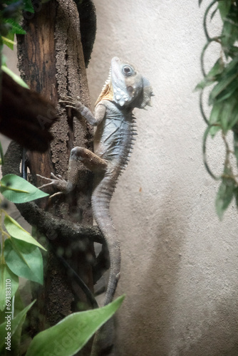 the boyds lizard is lclimbing a tree photo