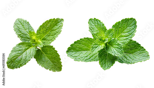 Fresh raw mint leaf or melissa leaves isolated on transparent background photo