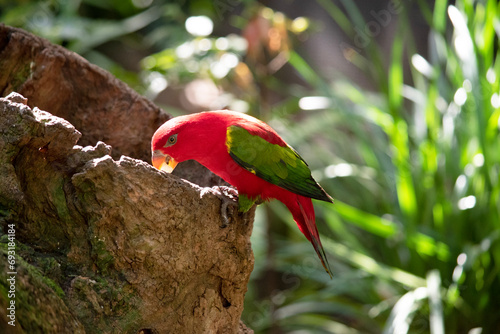 The chattering lory has a red body and a yellow patch on the mantle. The wings and thigh regions are green and the wing coverts are yellow. The tail is green with a blue tip. photo