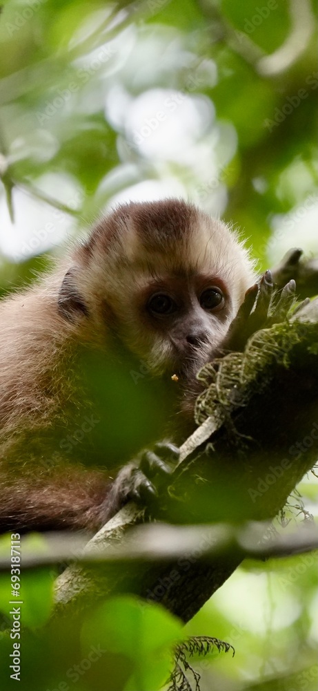Singe capucin en Bolivie dans le Parc des Volcans Singe capucin en Bolivie dans le Parc des Volcans