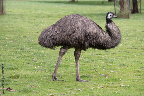 Emus are covered in primitive feathers that are dusky brown to grey-brown with black tips. The Emu's neck is bluish black and mostly free of feathers.