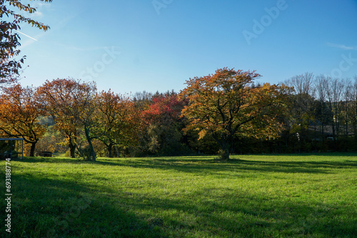 Beautiful autumn nature scenery in Breitenfurt near Vienna: tree on green meadow at colorful forest on a sunny day. Perfect place for horseback riding and hiking. Located near Moedling, Lower Austria