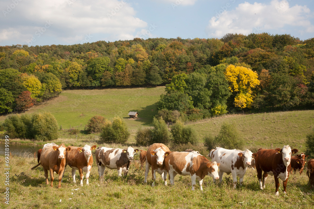 Naklejka premium Kuhherde auf einer Weide im Herbst - sonniger Tag Herbsttag