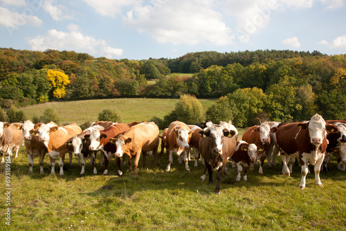 Kuhherde auf einer Weide im Herbst - sonniger Tag Herbsttag
