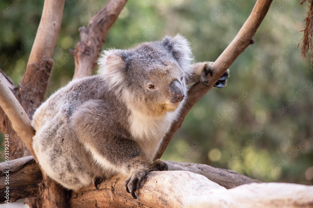 Obraz premium the Koala has a large round head, big furry ears and big black nose. Their fur is usually grey-brown in color with white fur on the chest, inner arms, ears and bottom.