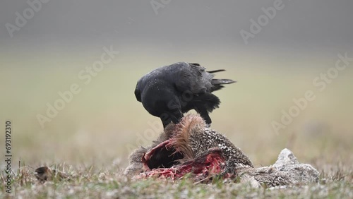 Ravens eating dead roe deer	 photo