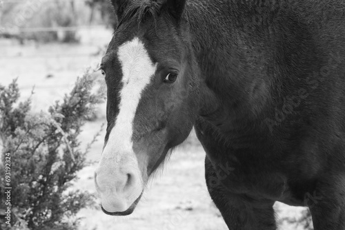 Blaze face horse beauty in winter ranch field.
