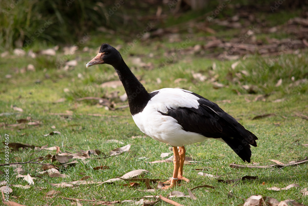 The magpie goose is a black and white seabird with black head and neck and a white body and a long neck. The magpie goose is a black and white seabird with black head and neck and a white body and a long neck.