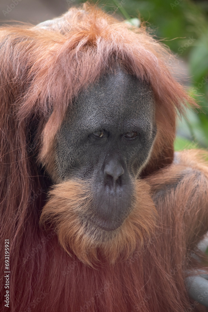 Orangutans are the largest arboreal mammal, spending most of their time in trees. Long, powerful arms and grasping hands and feet allow them to move through the branches. Orangutans are the largest arboreal mammal, spending most of their time in trees. Long, powerful arms and grasping hands and feet allow them to move through the branches.