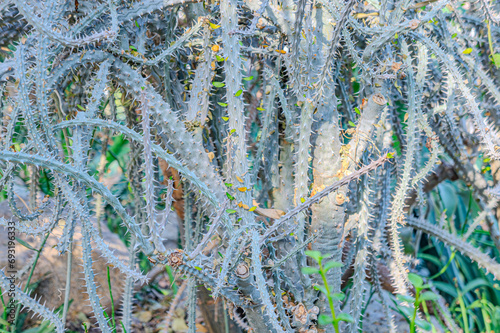Alluaudia procera cactus -deciduous succulent plant from Madagascar. Beautiful Alluaudia Procera Plant In Growing Nature photo