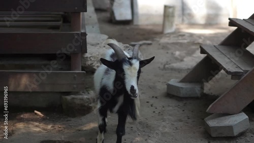 Close-up footage Czech goats are a type of goat with a small body posture photo