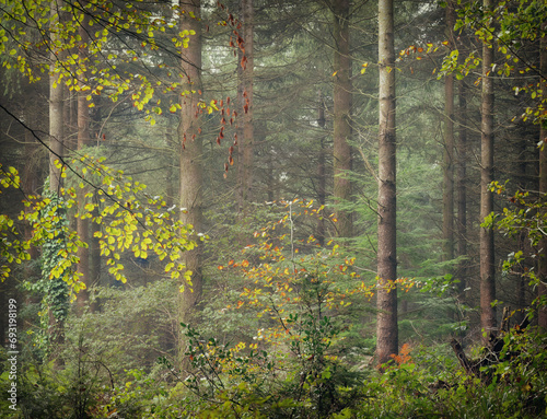 misty pine woodland Ladock Cornwallengland uk  photo