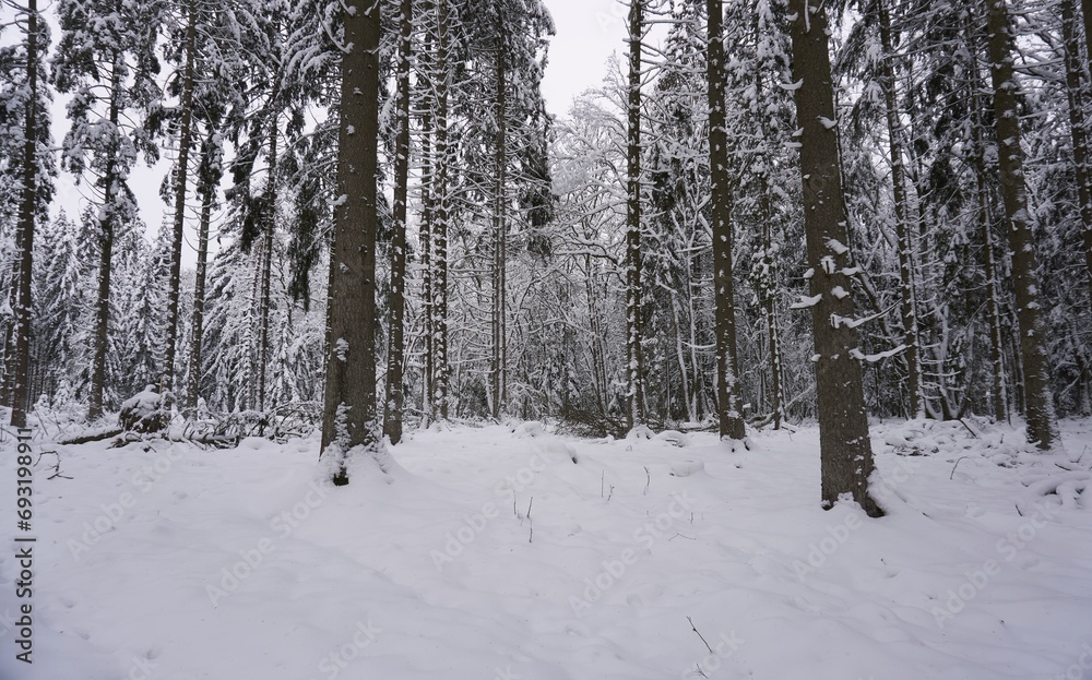 Landscape photo in winter in the Eifel - Germany under a cloudy sky, you can see snow, conifers and deciduous trees.