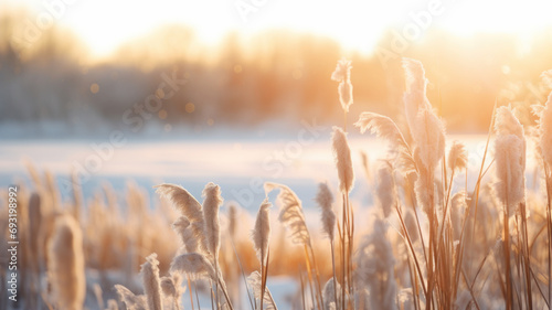 Common reed grass, Phragmites australis, in winter landscape. Frozen seed heads against bright sunlight. photo