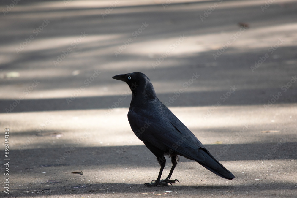 Australian Ravens are black with white eyes in adults. The feathers on the throat (hackles) are longer than in other species, Australian Ravens are black with white eyes in adults. The feathers on the throat (hackles) are longer than in other species,