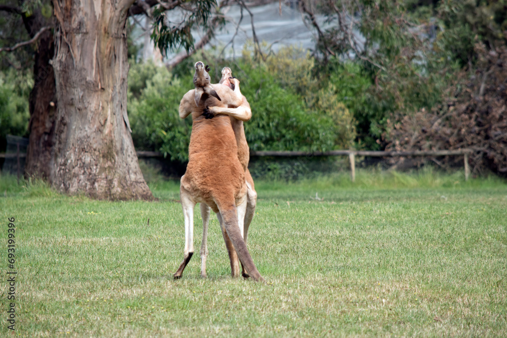 Φωτογραφία the male red kangaroos body is a shade of red fur his head is grey with a white