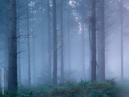 misty pine woodland Ladock Cornwallengland uk 