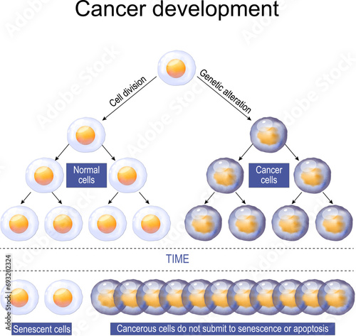 Cancer cell development