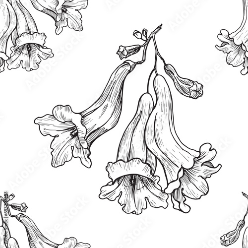 Seamless pattern branch flowers of Jacaranda tree black on white. Hand drawn. Floral vintage Vector background. Monochrome. Textiles  paper  wallpaper decoration