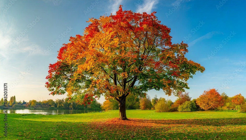 tree with colorful leafs in fall