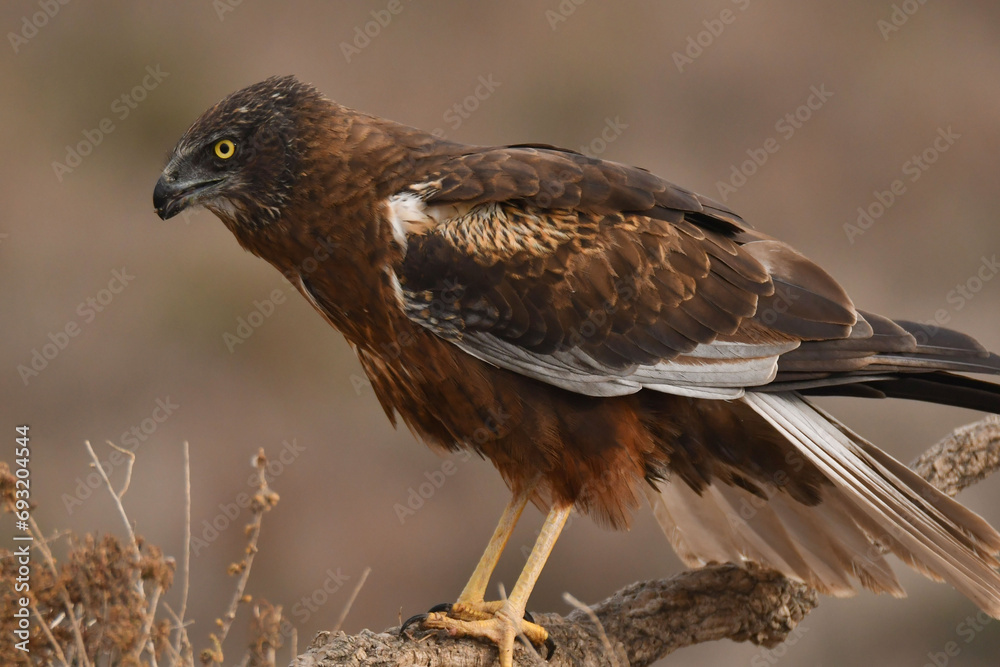 Obraz premium Rohrweihe