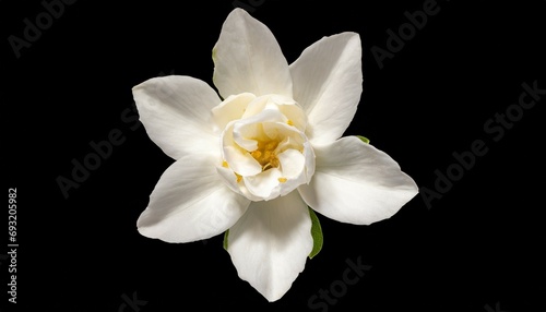 top view single white flower of grand duke of tuscany arabian white jasmine jasminum sambac aroma flora background cutout