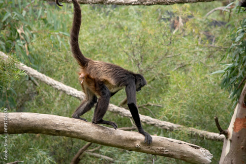 The spider monkey has thumbless hands, this lanky potbellied primate can move swiftly through the trees, using its long tail as a fifth limb.