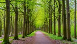 spring landscape with pathway through the wood young green leaves on the tree rows of big trees trunks along the walkways amsterdamse bos forest a park in amstelveen and amsterdam netherlands