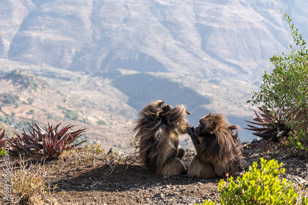 Obraz premium Gelada Baboons of Debre-Libanos-Gorge, Ethiopia