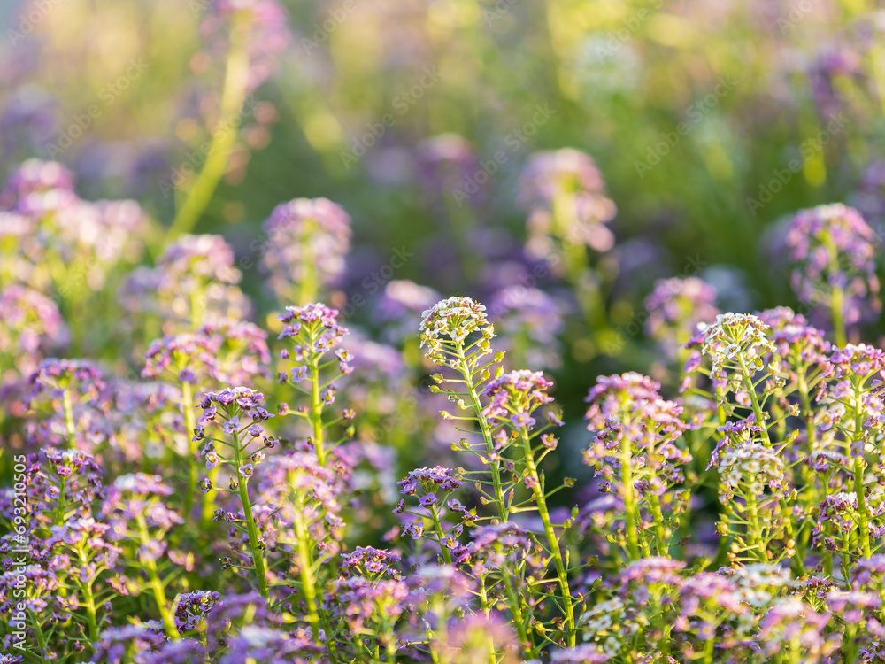 Obraz premium Verbena bonariensis flowers, Argentinian Vervain or Purpletop Vervain, Clustertop Vervain, Tall Verbena, Pretty Verbena, in garden