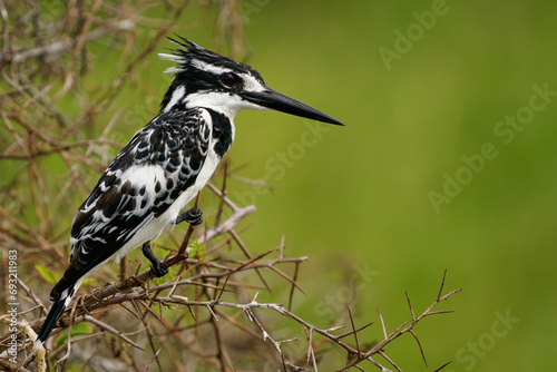 Pied Kingfisher - Ceryle rudis species of water black and white kingfisher widely distributed across Africa and Asia. Hunting fish. Sitting on the branch during sunset or sunrise with green background photo