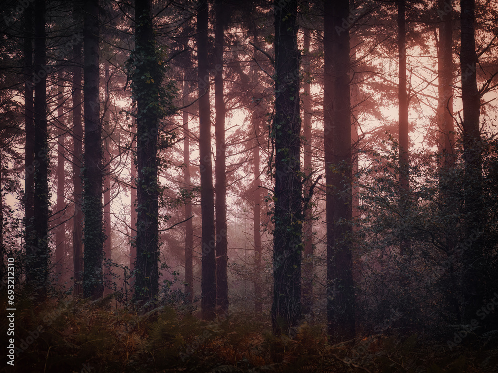 Fototapeta premium Cornish woodland cornwall england uk 