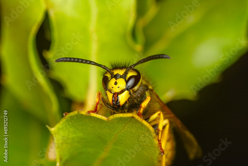 Macro view insect. The parasitic wasp red-banded sand bee is a species of bee from the family Ammophilinae from the hunting bee family. parasitic wasp photo