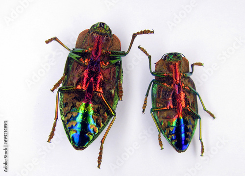 Iridescent rainbow color jewel beetle Polybothris quadricollis isolated on white. Beetles lie upside down. Buprestidae. Collection beetles. Coleoptera. Entomology photo