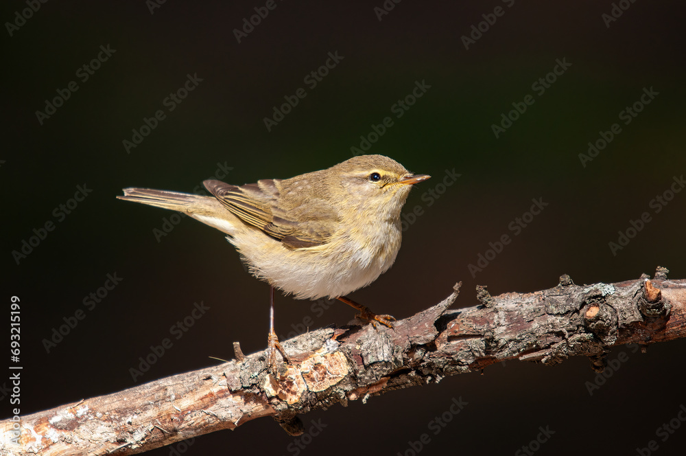 Common Chiffchaff (Phylloscopus collybita) standing on a tree branch. Small, pretty, songbird. Blurred natural background. Common Chiffchaff (Phylloscopus collybita) standing on a tree branch. Small, pretty, songbird. Blurred natural background.