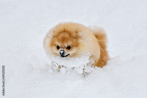 Pomeranian spitz play in the snow © Vaceslav Romanov