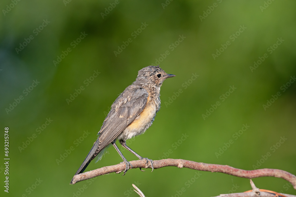 White-throated Robin (Irania gutturalis) on the bush. Green background. White-throated Robin (Irania gutturalis) on the bush. Green background.
