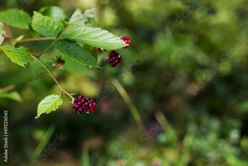 wild dewberry on a branch in sunny summer forest